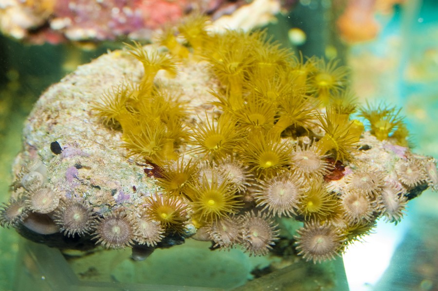 Coral Polyps in Saltwater Aquarium